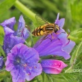 Helophilus hybridus, female, hoverfly,  Alan Prowse